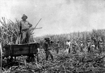 South Sea Islander cane workers on a plantation in North Queensland ca. 1868