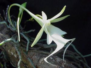 orchid Ghost_Orchid2